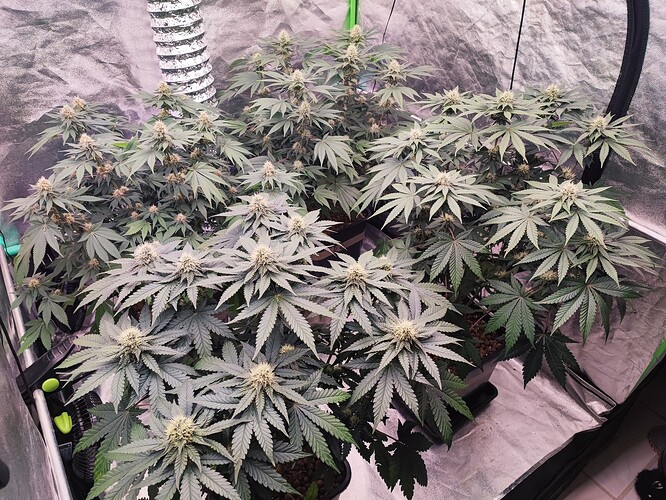 Growreport Bild 9