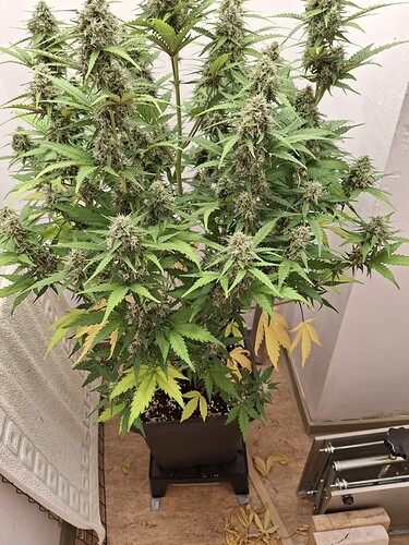 Growreport Bild 181