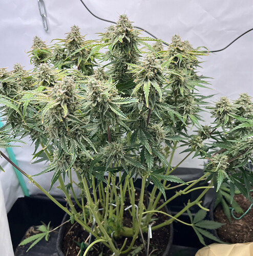 DB787365-6A3E-4E20-BDA1-25500E59E1CA_1_201_a