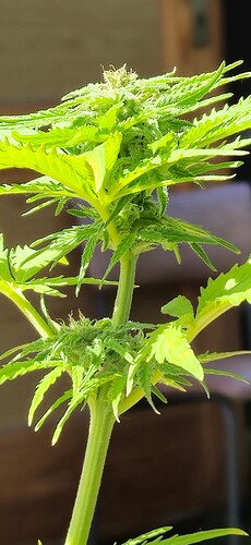 Growreport Bild 46