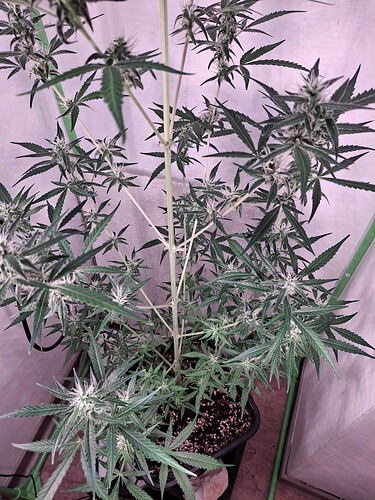 Growreport Bild 208