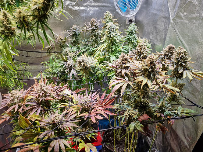 Mehrere Cannabis-Pflanzen in voller Blüte, einige mit rötlichen Blättern, in einem Grow-Zelt mit einem Netz zur Unterstützung und einem Ventilator im Hintergrund.