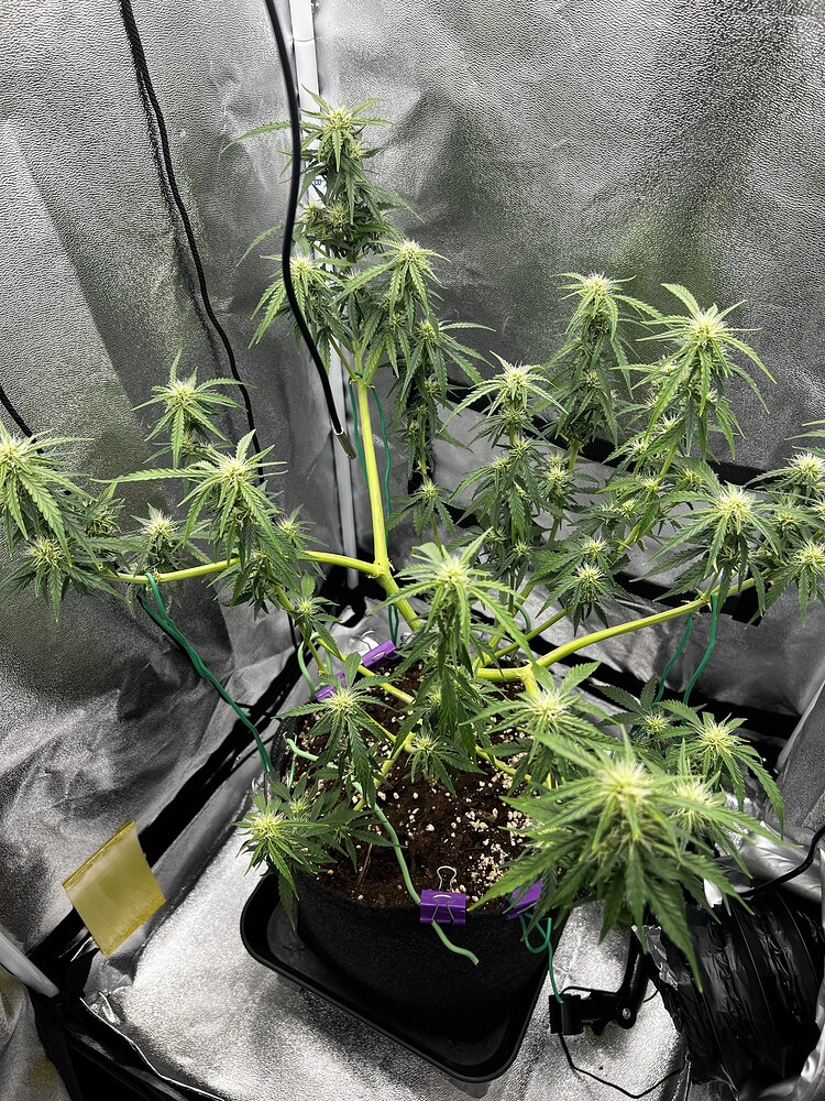 Purple Buds Auto LST & Topping auf 90x90 AC Infinity
