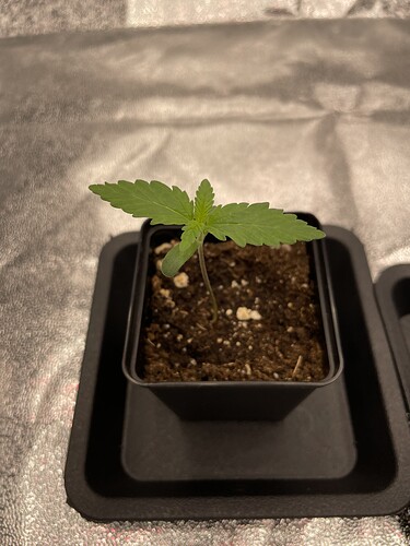 Growreport Bild 14