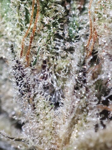 Growreport Bild 11