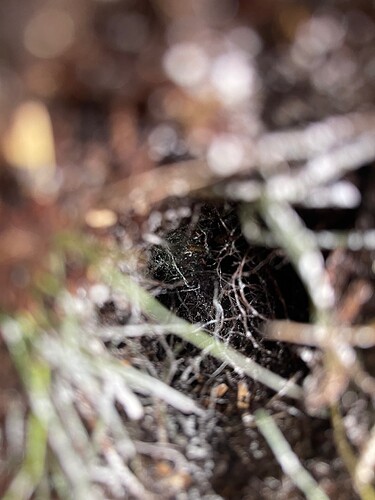 Growreport Bild 29