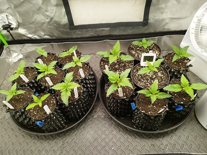 Growreport Bild 4