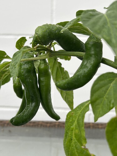 Growreport Bild 45