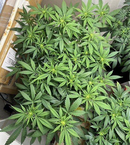 Growreport Bild 3
