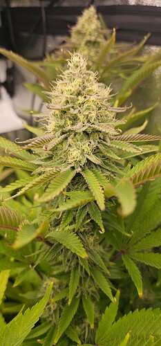Growreport Bild 38