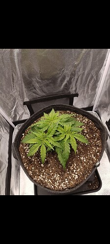 Growreport Bild 1