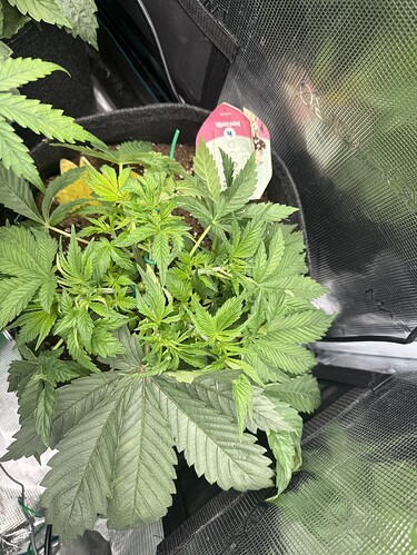 Growreport Bild 3