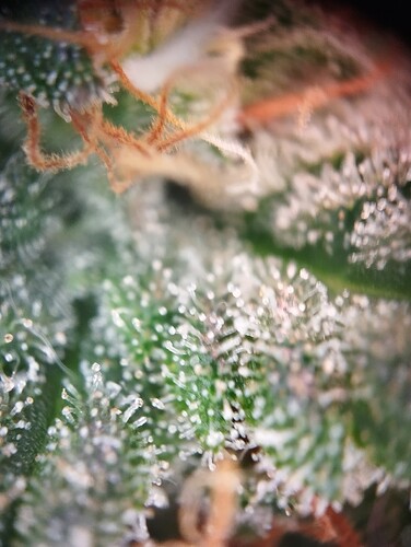 Growreport Bild 53