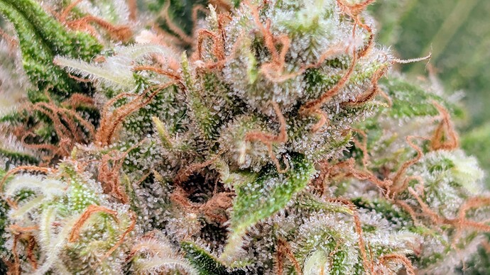 Growreport Bild 50