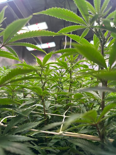 Growreport Bild 82