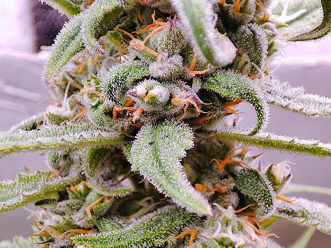 Growreport Bild 5