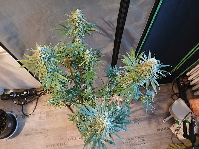 Growreport Bild 8