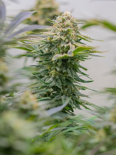 Growreport Bild 8