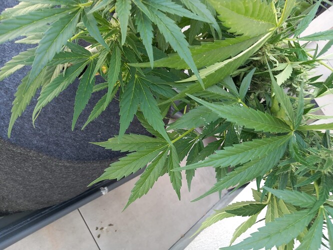 Growreport Bild 19