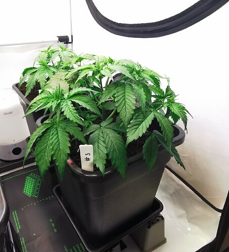 Growreport Bild 11