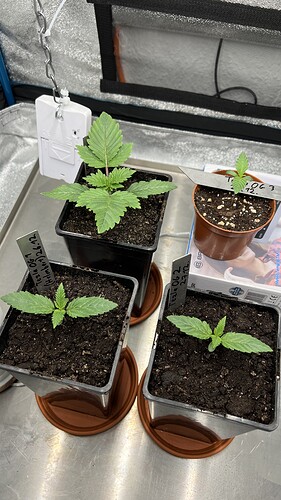Growreport Bild 6