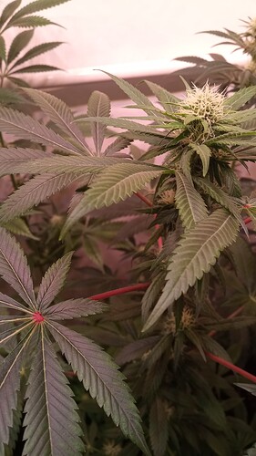 Growreport Bild 3
