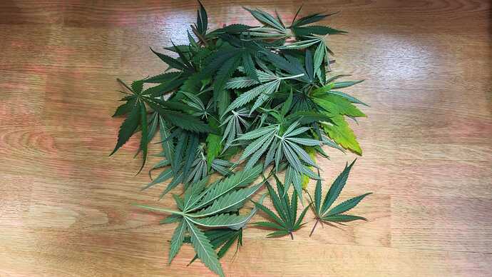 Growreport Bild 5
