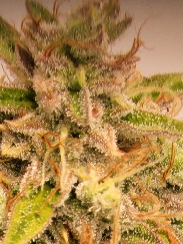 Growreport Bild 31