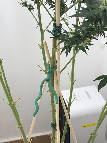 Growreport Bild 5