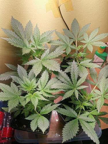 Lucky Hemp LT19 (1)