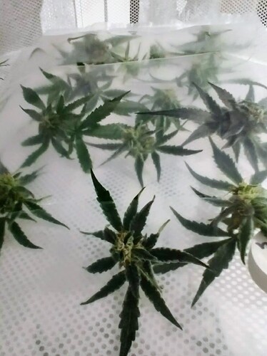 IMG_20250514_004839_HDR