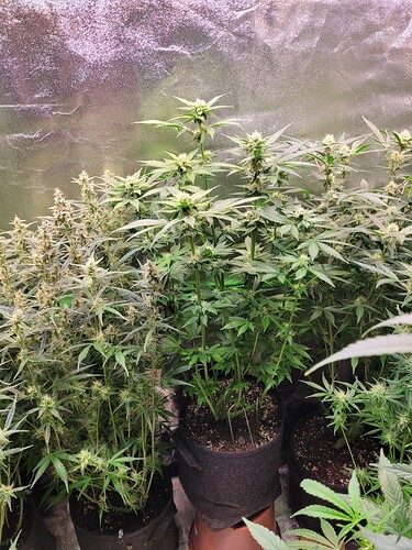 Growreport Bild 6