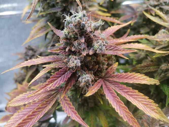 Growreport Bild 16