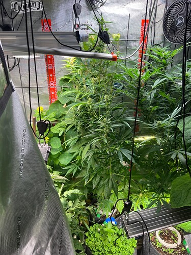 Growreport Bild 58