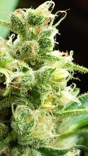 Growreport Bild 12