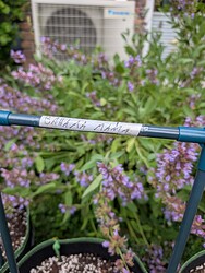 PXL_20250530_101609050