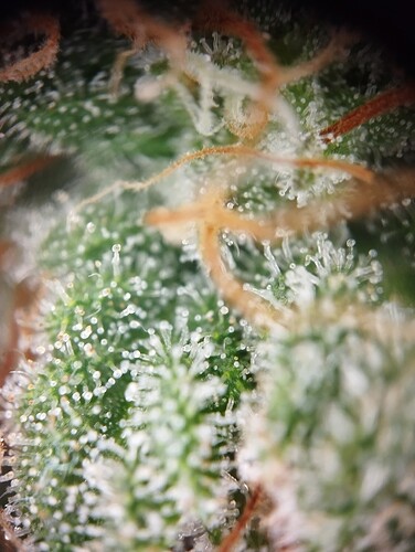 Growreport Bild 52
