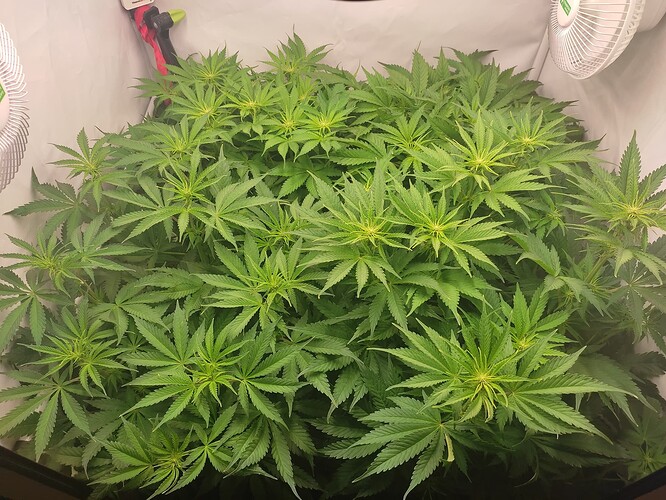 Growreport Bild 2
