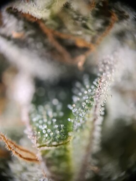 Growreport Bild 2