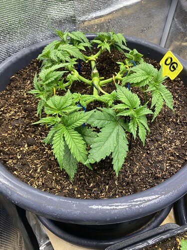 Growreport Bild 21