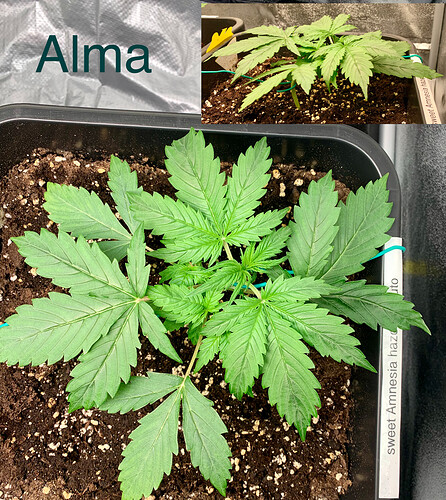 Growreport Bild 7