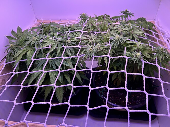 Zwei Cannabis-Pflanzen in einem Grow-Schrank unter einem Scrog-Netz in der frühen Blütephase.