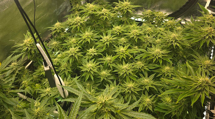 Growreport Bild 27