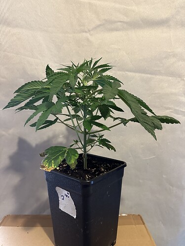 Growreport Bild 11