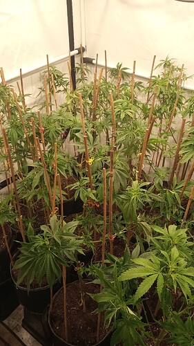 Growreport Bild 6