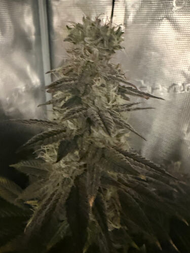 Growreport Bild 18