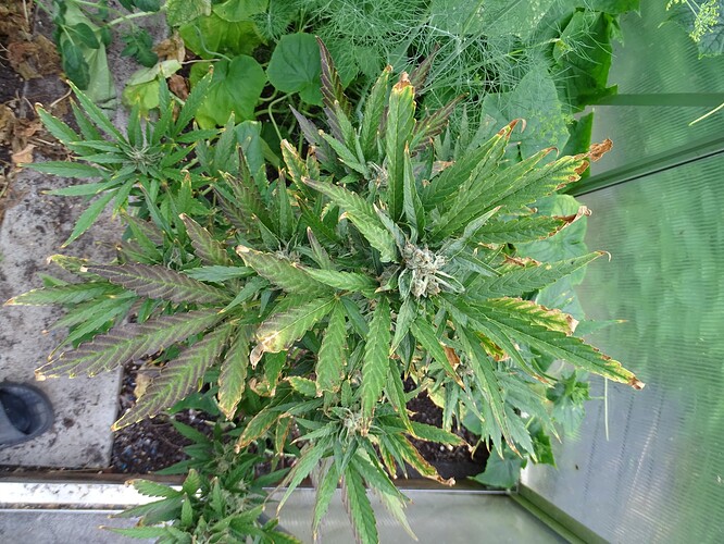 Growreport Bild 29