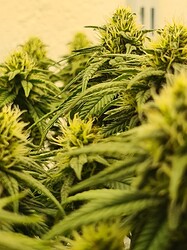 Growreport Bild 89