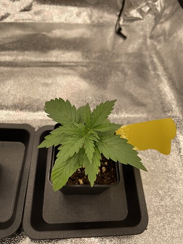 Growreport Bild 38