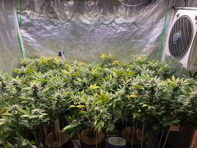Growreport Bild 1